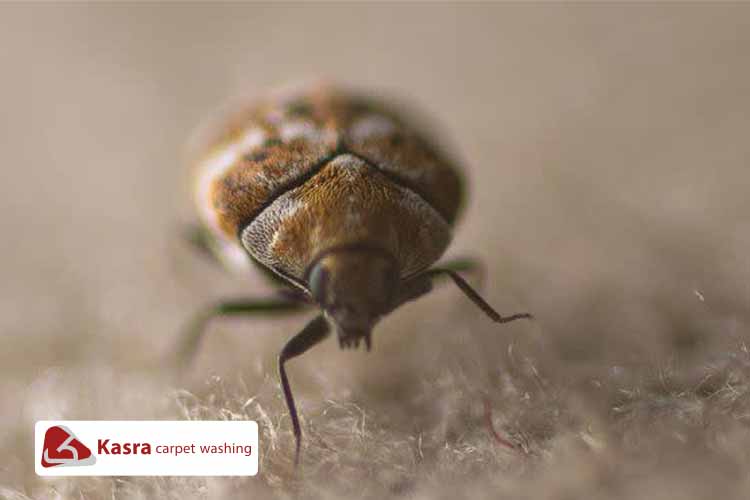 راهنمای بید خوردگی فرش